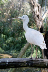 the yellow spoonbill is a large white seabird with a beaked shaped as a spoon