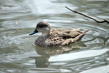 the teal duck is swimming in the lake