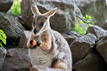 this is a close up of a yellow footed rock wallaby eating a carrot