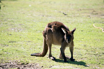 the western grey kangaroo is grazing on the lawn