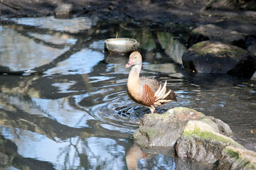 the plumed whistling duck is walking into the lake