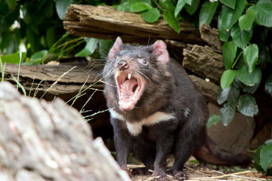The Tasmanian Devil is a vicious marsupial it has sharp teeth for eating other animals