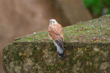 Adult common kestrel (Falco tinnunculus) in nature,is a bird of the falcon family Falconidae,a male common kestrel looking for hunting. Wildlife in the wild. Zoology. 