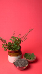 Holy basil, tulasi or tulsi, is an aromatic perennial plant in the family Lamiaceae.Tulsi is kept...