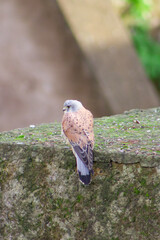 Details  of common kestrel (Falco tinnunculus) in nature,is a bird of the falcon family Falconidae,a male common kestrel looking for hunting. Wildlife in the wild. Zoology. 