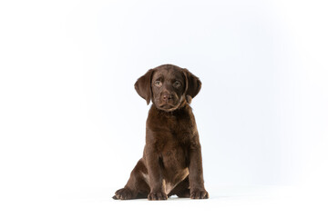 Brown labrador retriever pup sitting isolated on white
