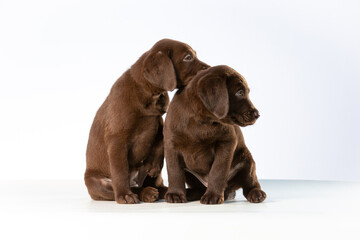 Two cute young labrador retriever pup friends isolated on white.