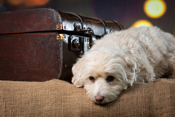 Sad maltipoo dog waiting with suitcase