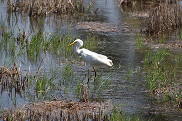 great blue heron