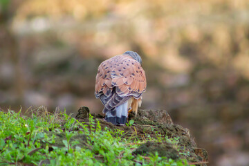 The back of common kestrel (Falco tinnunculus) in nature with beautiful fur pattern,is a bird of the falcon family Falconidae,a male common kestrel look for hunting.Wildlife in the wild. Zoology. 