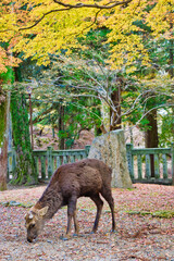 奈良公園の鹿と紅葉
Deer and autumn leaves in Nara Park