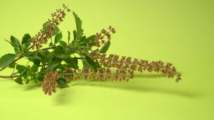 Holy basil, tulasi or tulsi, is an aromatic perennial plant in the family Lamiaceae.Tulsi is kept...