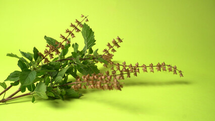 Holy basil, tulasi or tulsi, is an aromatic perennial plant in the family Lamiaceae.Tulsi is kept...