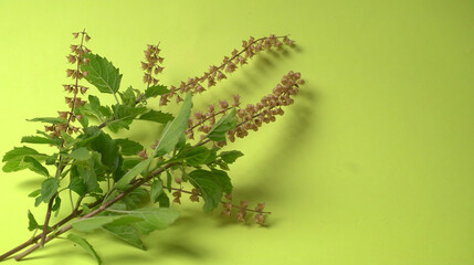 Holy basil, tulasi or tulsi, is an aromatic perennial plant in the family Lamiaceae.Tulsi is kept on earthenware.Is also known as Ayurvedic Tulsi (Queen of herbs).