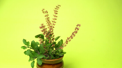 Holy basil, tulasi or tulsi, is an aromatic perennial plant in the family Lamiaceae.Tulsi is kept on earthenware.Is also known as Ayurvedic Tulsi (Queen of herbs).