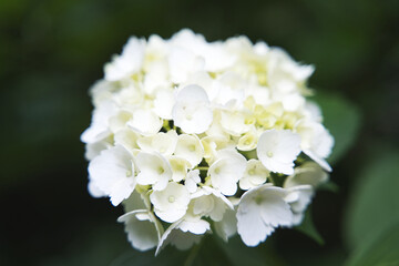 白いアジサイ