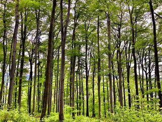 bamboo forest in spring