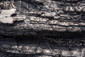 burnt wood background
