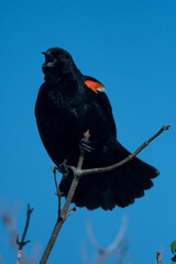 Red-Winged Blackbird on a branch