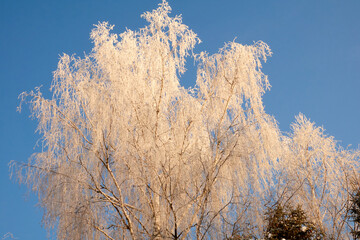 Beautiful birch against the blue sky. Birch branches are covered with frost. The winter sun illuminates the white tree and gives it a golden color