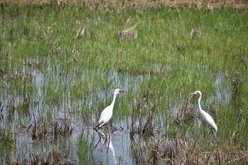 Eastern Great Egret in the paddy field