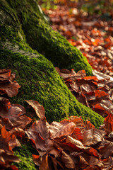 Tree roots among the autumn leaves, nature background.