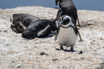 Naklejka premium African penguin (Spheniscus demersus)