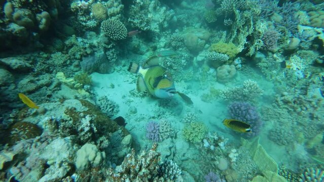 Slow motion of the Trigger fish on coral reef. Titan Triggerfish (Balistoides viridescens) Close-up. Red Sea, Egypt
