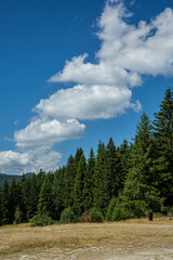 View on coniferous woods and Rocky mountains in Bulgaria.