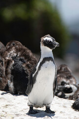 Naklejka premium African penguin (Spheniscus demersus)