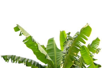 Green banana leaves, fern leaf 
isolated on white with clipping path      