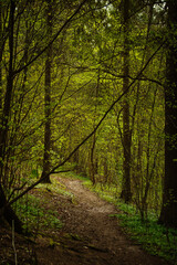 Naklejka premium footpath in the woods with one tree almost falling down and standing diagonally