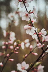 cherry blossom blooming at spring