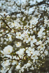 apple tree blossom blooming in spring