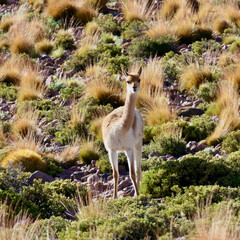 Wild curious guanaco white fur looking into camera,  Atacama mountain landscape, Chile