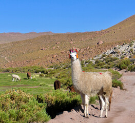 Friendly and curious white llama with traditional decoration and white fur closeup , grass valley in Atacama, Chile