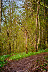 path in the forest with small side path in spring
