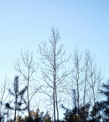 naked tree branches at the top of the tree in winter