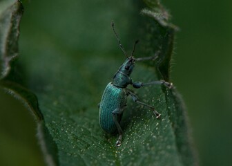 bug on a leaf