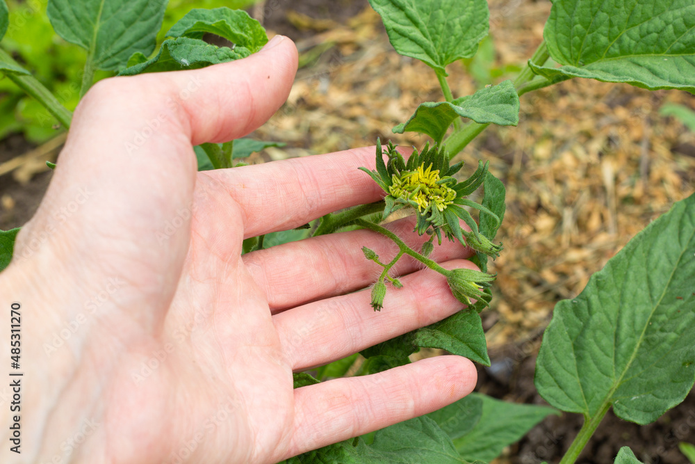 Sticker inflorescence of tomatoes. unusual shape. in the gardener's hand. close-up. high quality photo. copy