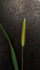 The flower from the long grass