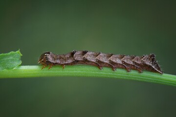 caterpillar on leaf