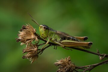 grasshopper on the grass