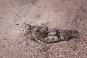 grasshopper on the ground