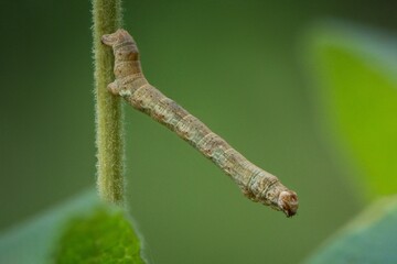 macro of a caterpillar