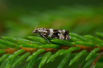 moth on leaf