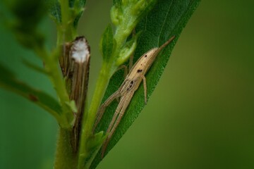 spider on leaf