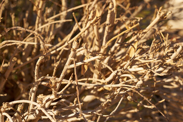 Dry branches of the bush as an abstract background.