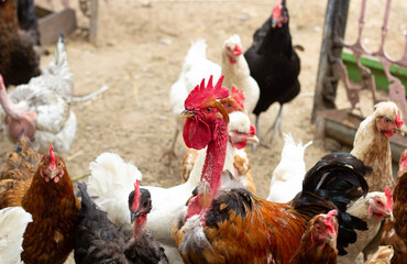 Rooster with a bare neck at home in a chicken coop. Turken. Close-up. High quality photo. copy space 