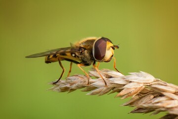 fly on a leaf